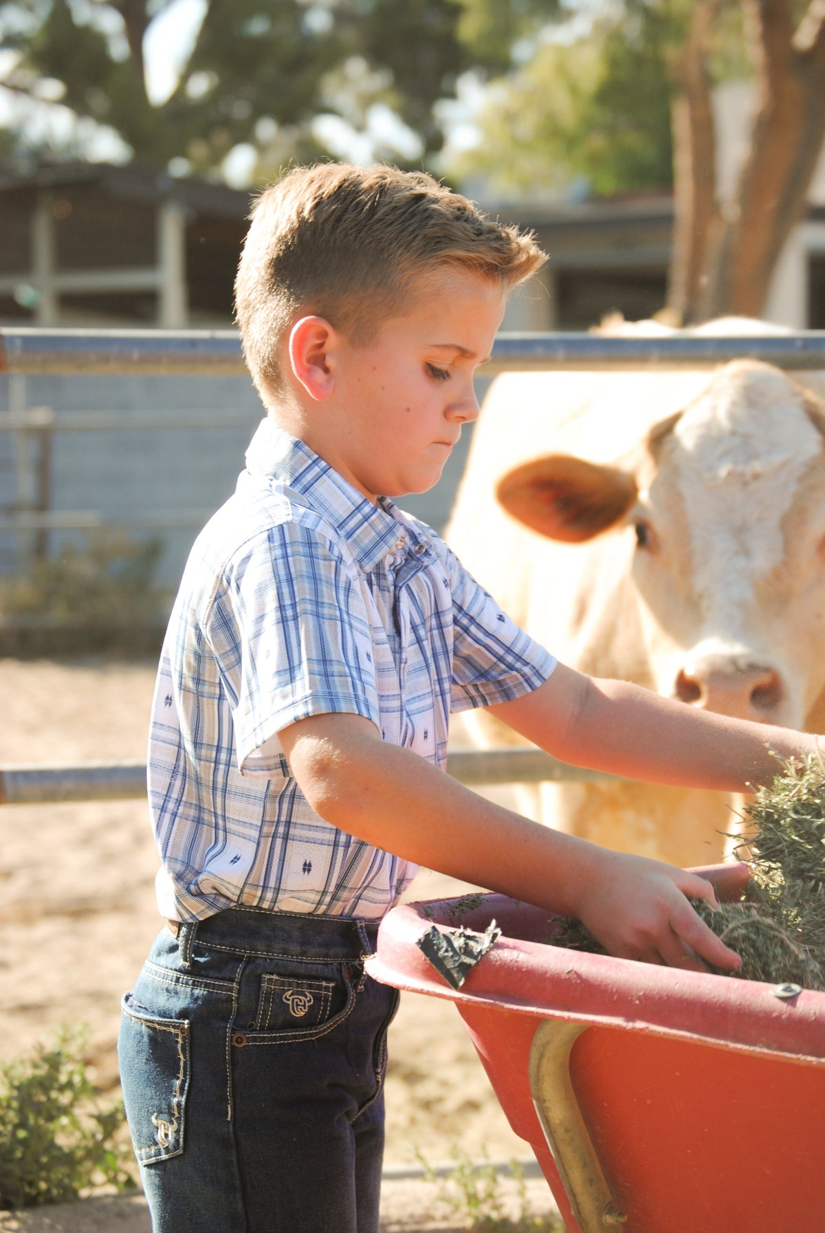 Little cowboy feeding his cow while wearing a CH boys western polo.