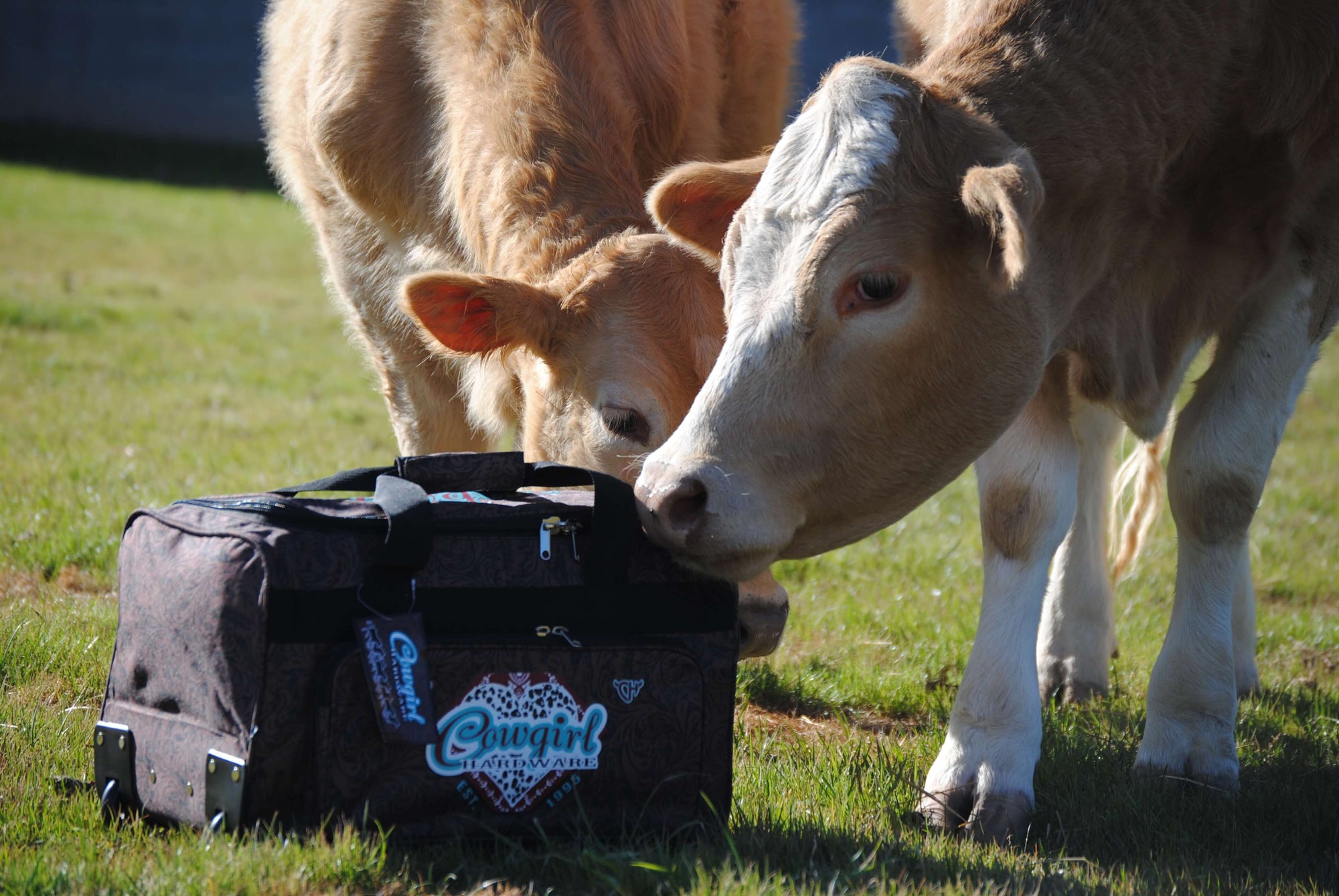 Cows Sniffing Our CH Fancy Heart Tooled Leather 3 Wheel Bag from Cowgirl Hardware